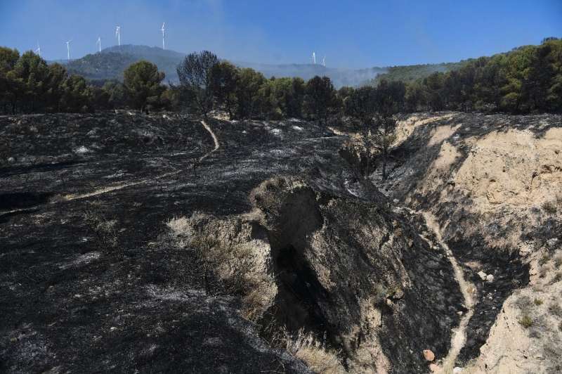 So far this year, Spain has suffered 391 wildfires, destroying a 271,020 hectares of land, according to the European Forest Fire