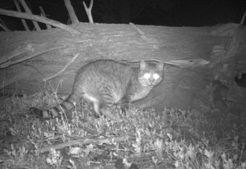 So you want to cat-proof a bettong: how living with predators could help native species survive