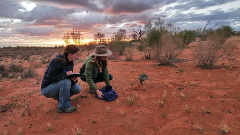 So you want to cat-proof a bettong: how living with predators could help native species survive