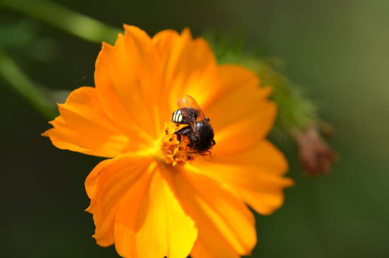 Las abejas sociales viajan mayores distancias en busca de comida que sus contrapartes solitarias, según un estudio