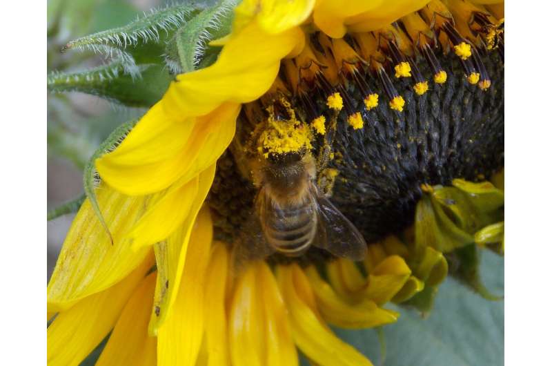 Social bees travel greater distances for food than their solitary counterparts, study finds
