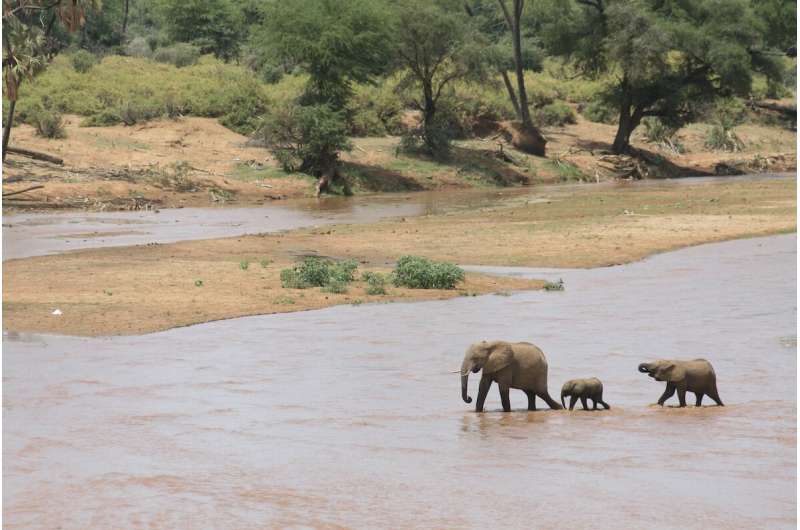 Social support found to reduce stress levels in orphaned wild elephants