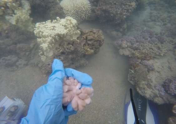 Soft corals more resilient than reef-building corals during a marine heatwave