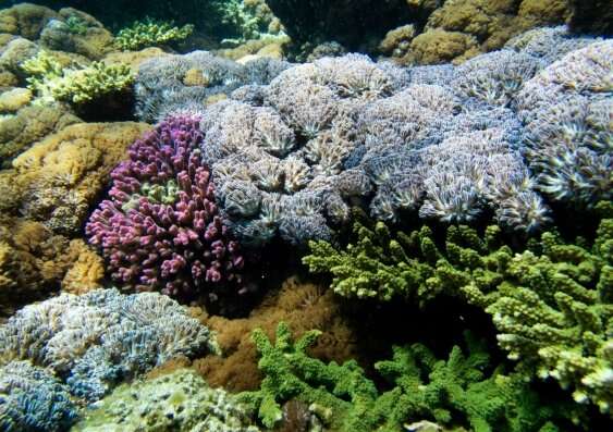 Soft corals more resilient than reef-building corals during a marine heatwave