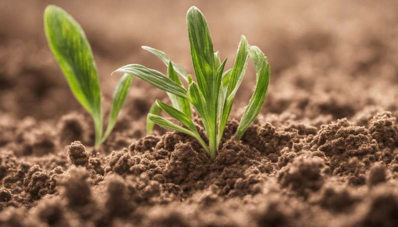Soil abounds with life – and supports all life above it. But Australian soils need urgent repair