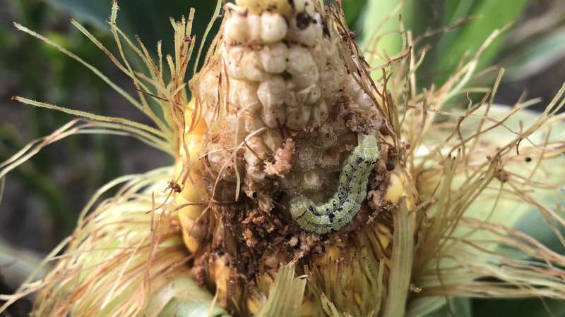 Soil temperature can predict pest spread in crops