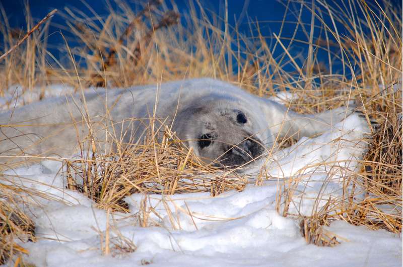 Solving the riddle of one virus, two coasts, and thousands of seals