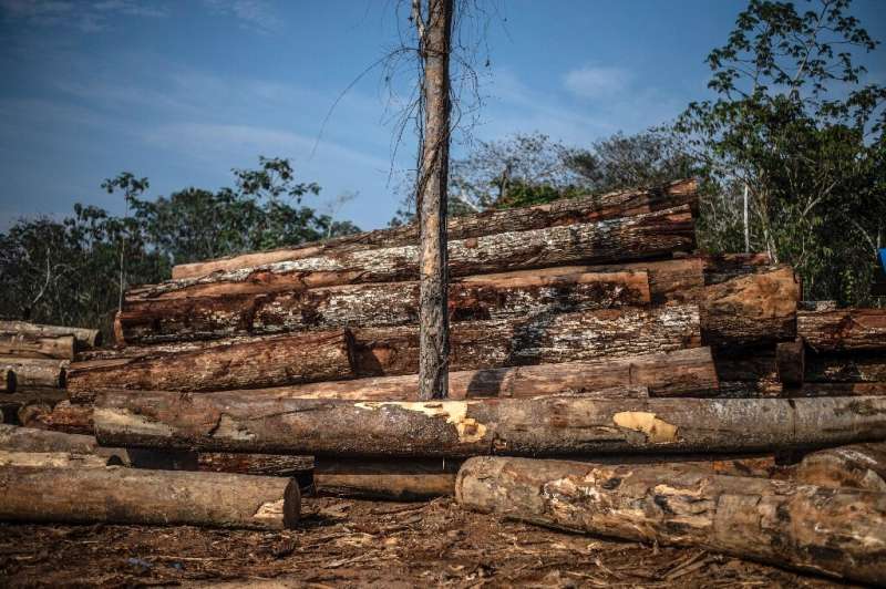 About 12 percent of wild tree species are threatened by unsustainable logging, the report said