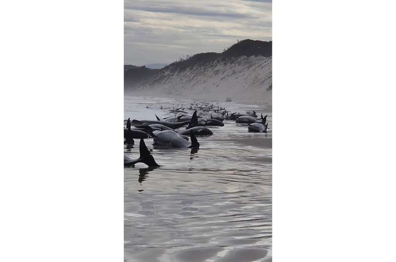 Some 230 whales beached in Tasmania; rescue efforts underway