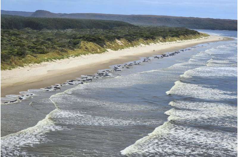 Some 230 whales beached in Tasmania; rescue efforts underway
