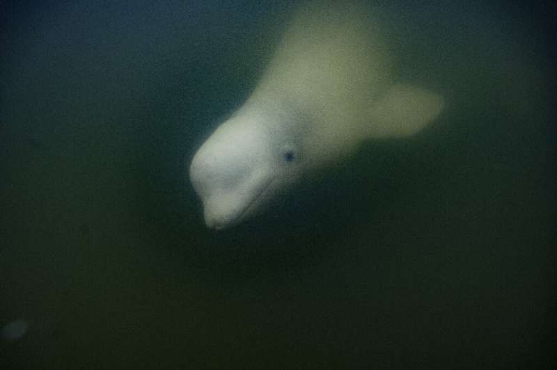 Some 55,000 beluga whales migrate to Canada's Hudson Bay each summer