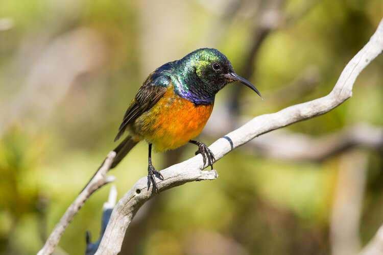 Some birds sing the same song for hundreds of thousands of years