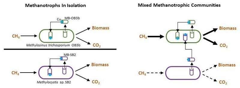 Some methanotrophs steal methanobactins produced by other methanotrophs