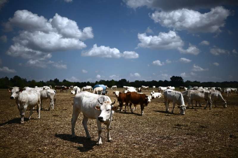 Some Piedmontese cattle on the farm in northwest Italy died suddenly from prussic acid poisoning blamed on drought