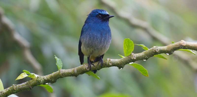 Songbirds with unique colours are more likely to be traded as pets—new reserch