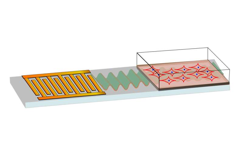 Sonic advance: How sound waves could help regrow bones