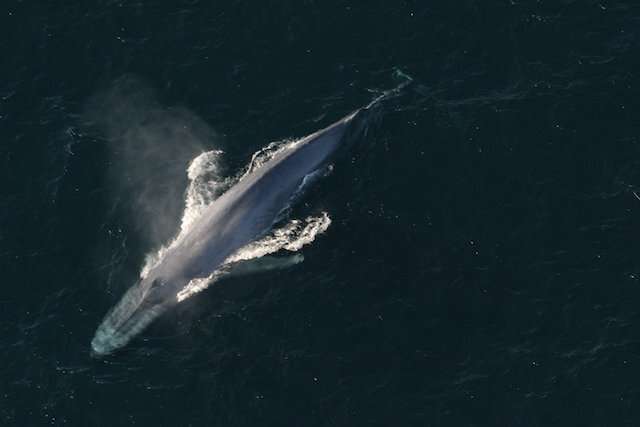 Sound provides new insight into the lives of blue whales