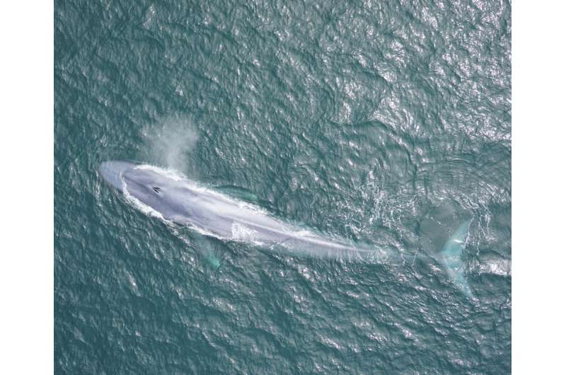 Sound reveals giant blue whales dance with the wind to find food