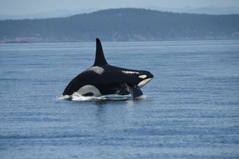 Southern resident killer whales not getting enough to eat since 2018