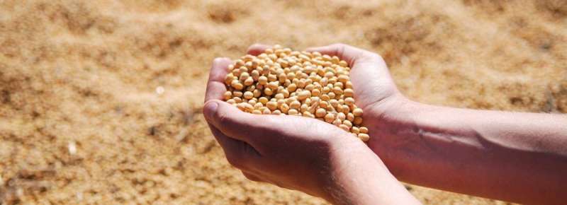 Soybean production: a climate of self -sufficiency in Europe