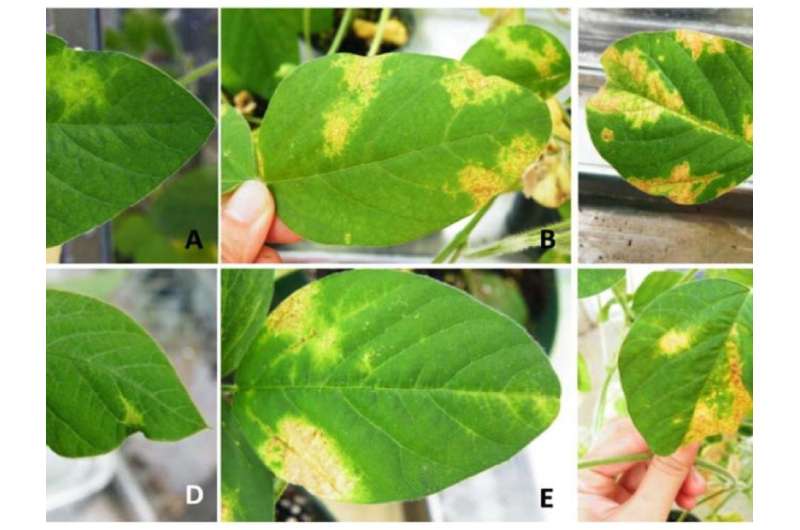 El virus de la soja puede dar a los insectos masticadores de plantas un impulso en la supervivencia