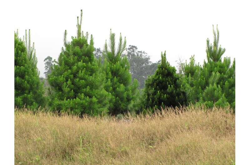 Space invaders: radiata pine spread more widely in NZ than previously thought