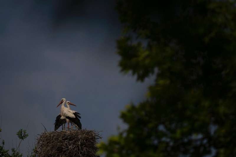 Spain's white stork population has risen steadily in recent decades