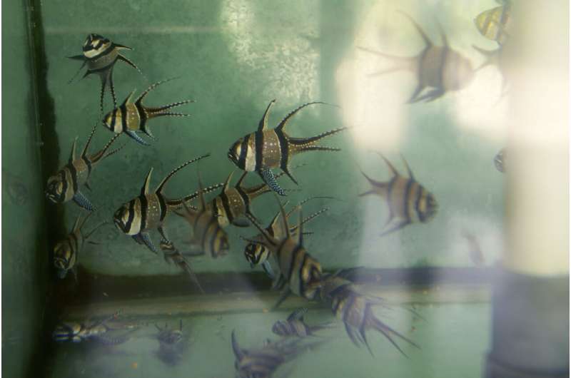 Sparkling fish, murky methods: the global aquarium trade