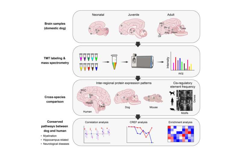 Spatio-temporal expression map of whole brain proteome of domestic dogs
