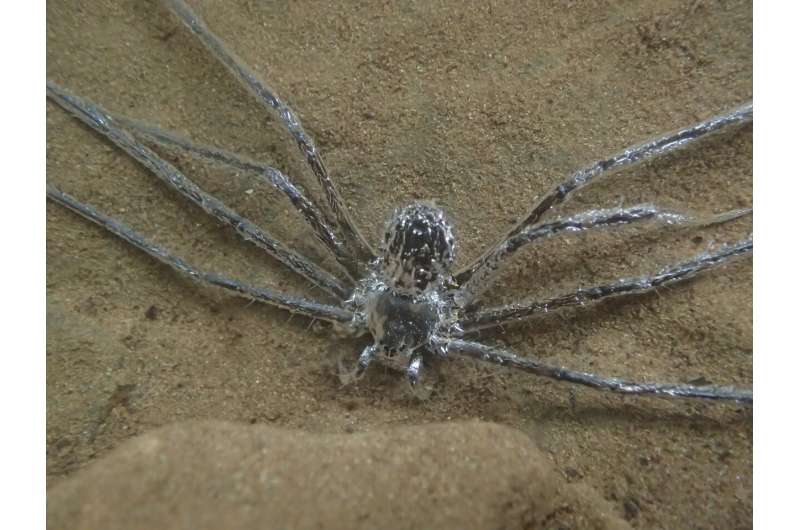 Spider can hide underwater for 30 minutes