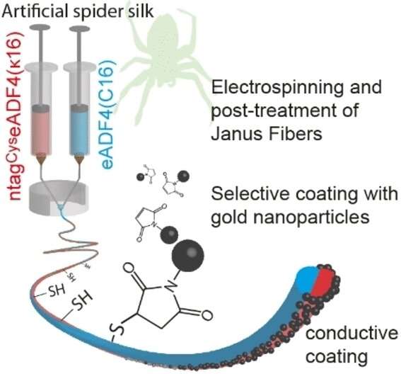 Spider silk Janus fibers could attract nerve cells and stimulate their growth
