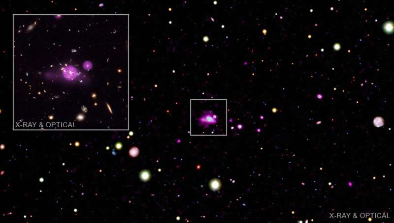 Spiderweb galaxy field: Feasting black holes caught in galactic spiderweb