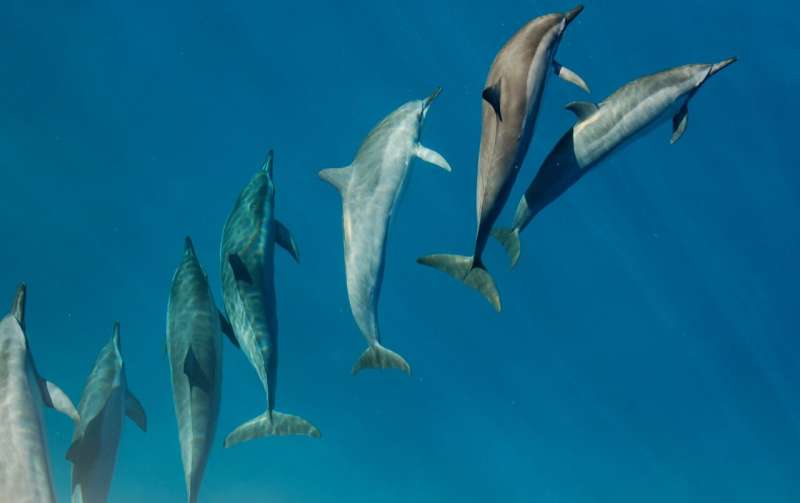spinner dolphin