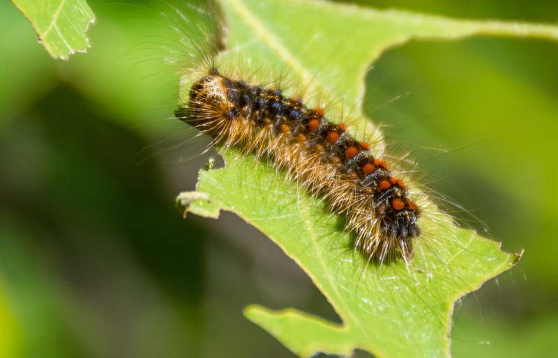 'Spongy moth' adopted as new common name for Lymantria dispar