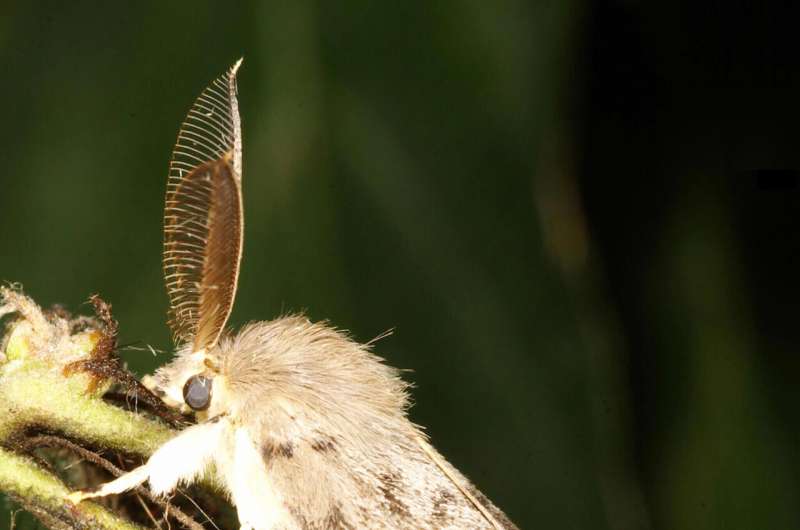 'Spongy moth' adopted as new common name for Lymantria dispar
