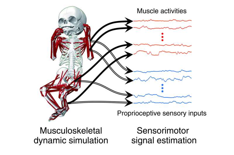 , Spontaneous baby movements are important for development of coordinated sensorimotor system