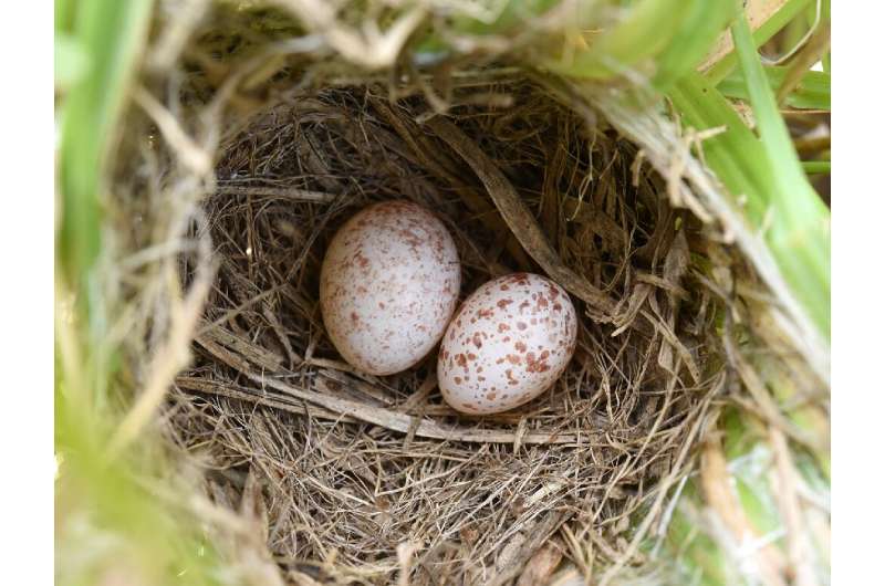 Spot the fake: The egg on the right belongs to the zitting cisticola bird, but the one of the left is a cuckoo finch forgery