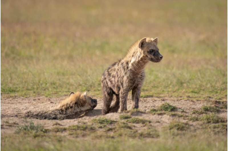 Hyenas control their eating habits in response to climate change