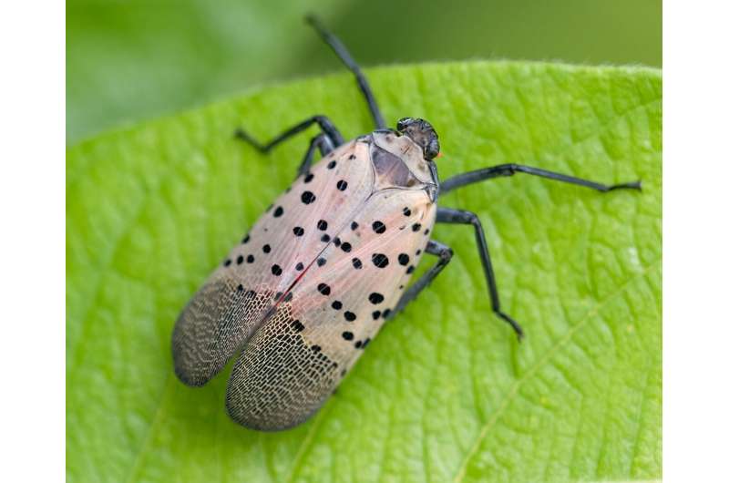 Spotted lanternflies are hatching again. But how far do they spread each year?