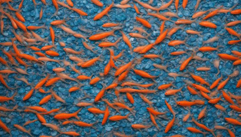 Détecter le plastique depuis l'espace, compter les poissons dans les mers : voici comment l'IA peut aider à protéger les océans