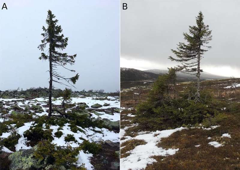 Spruce trees’ reconquest of Sweden after the last Ice Age took 10,000 years