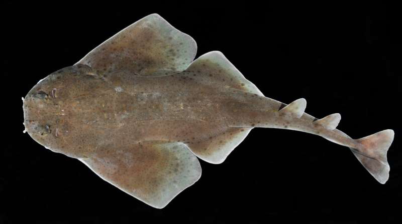 Squatina mapama, new species from Panama: first report of an angel shark from the Central American Caribbean