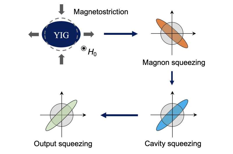Squeezing microwave fields by magnetostrictive interaction