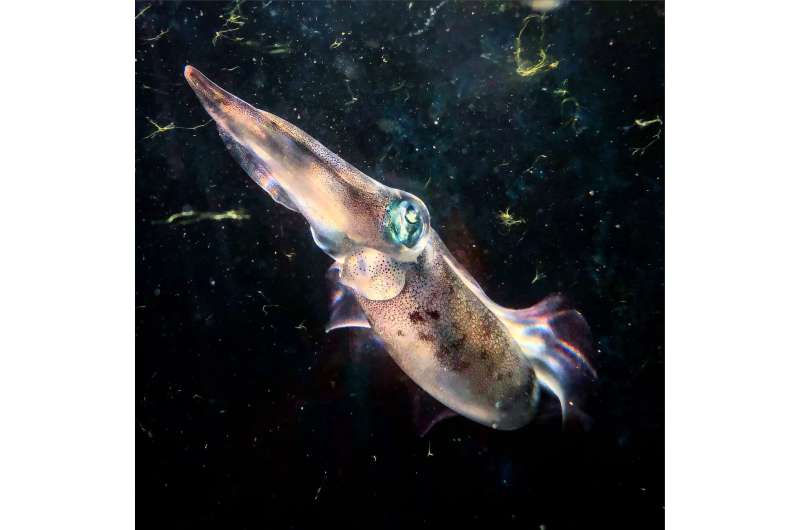 Squid recorded color-matching substrate for the first time