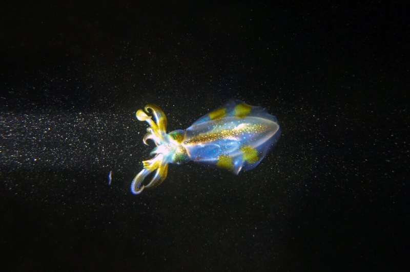 Squids have miniature organs called chromatophores that can drastically change size, and also help them change colour