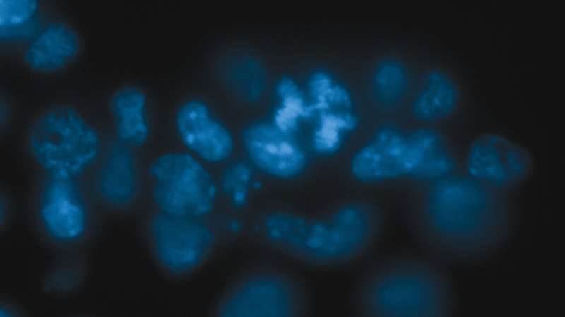 Stabilizing chromosomes to tackle tumors