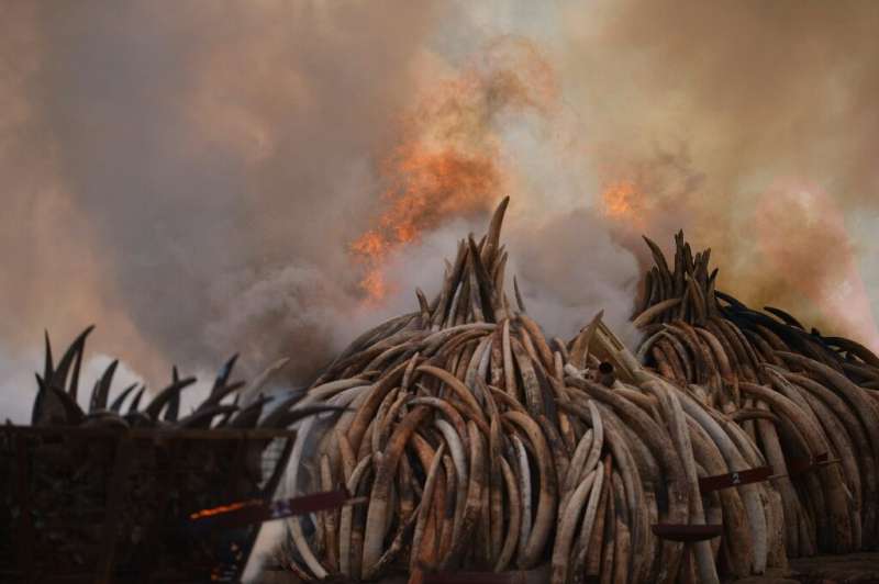 Pilas de marfil y cuernos de rinoceronte arden en Kenia en la hoguera de marfil más grande del mundo en 2016