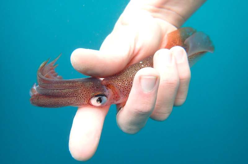 Stanford researchers investigate squid found far from home