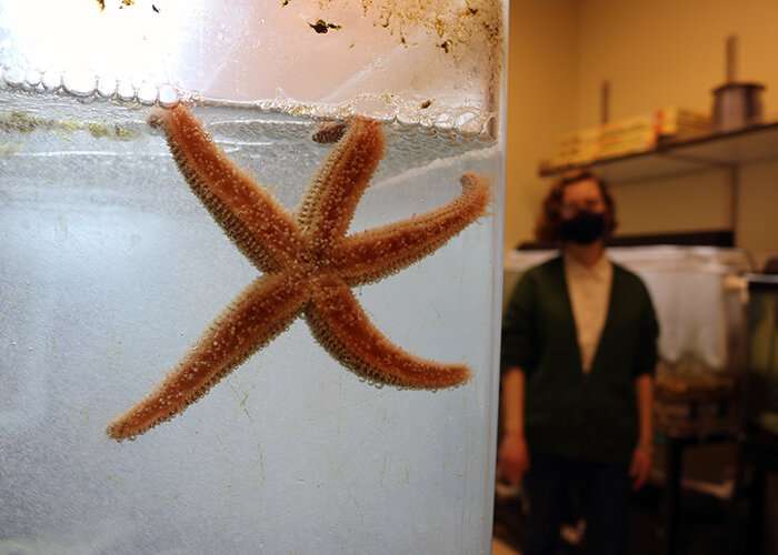 Starfish (fish) crossing lovers — a strange and wonderful world of breeding starfish