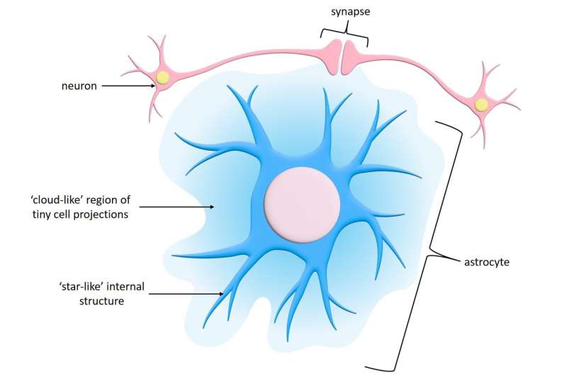 大脑中心不在焉:“星形”细胞显示独特的活动模式